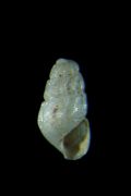 Chrysallida&nbsp;flexuosa